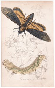 Plate 5

Deaths Head Hawk-moth

[faint dog-ear crease upper right corner]